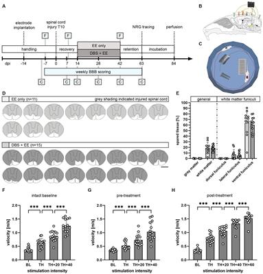 Electrical stimulation of the cuneiform nucleus enhances the effects of rehabilitative training on locomotor recovery after incomplete spinal cord injury